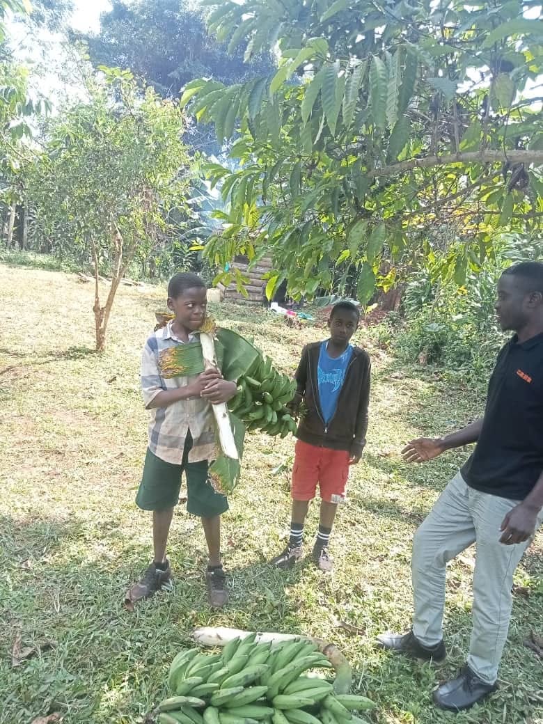 Children harvesting bananas